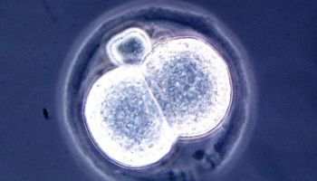 embriones-sinteticos-laboratorio