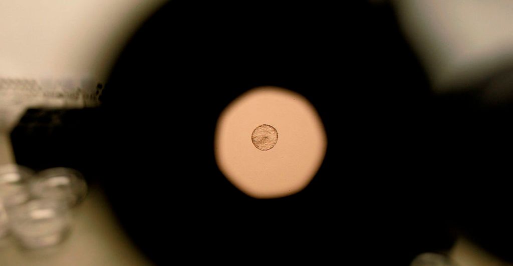 embriones-sinteticos-mundo-laboratorio