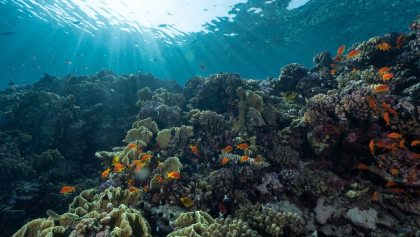 gran-barrera-coral-resurge-mejor-nivel-anos-2