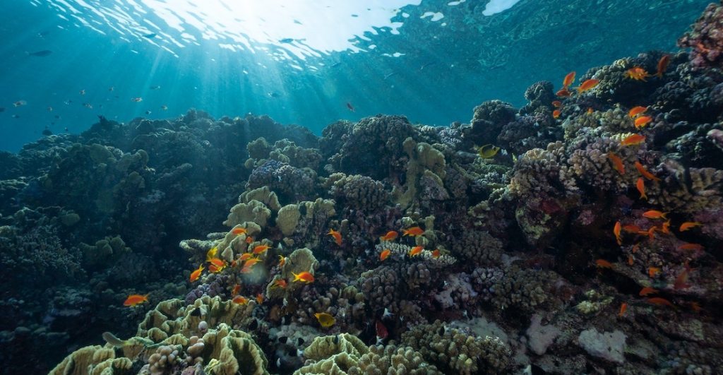 gran-barrera-coral-resurge-mejor-nivel-anos-2