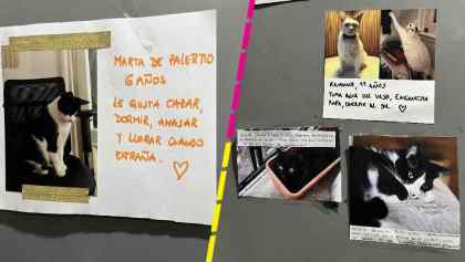 Vecinos comparten fotos de sus gatitos en un elevador y se hacen virales