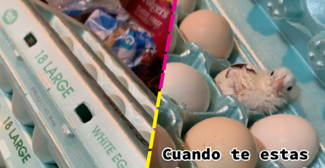 ¡¿Qué es eso?! Joven "encuentra" un pollito vivo en un cartón de huevos y se hace viral