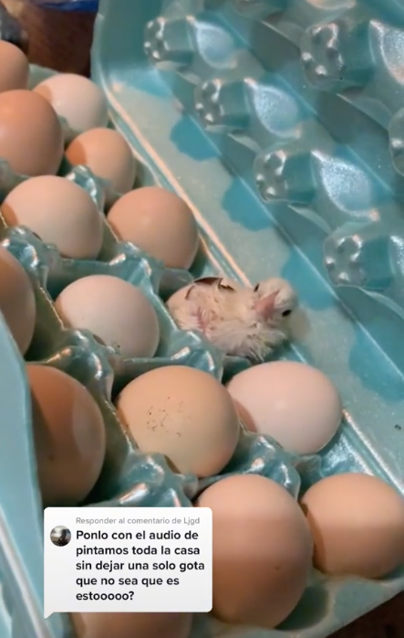 ¡¿Qué es eso?! Joven "encuentra" un pollito vivo en un cartón de huevos y se hace viral