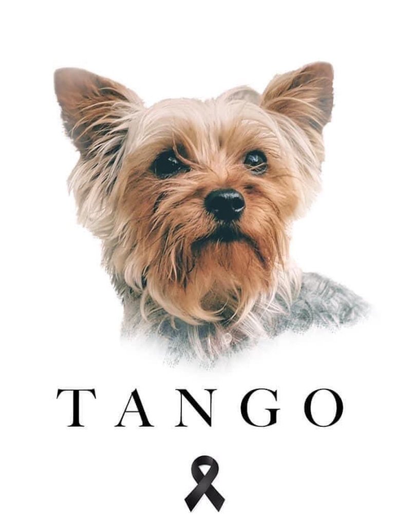 juicio-perros-rescatistas-tango