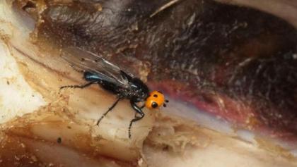 moscas-carnivoras-creian-extintas-francia