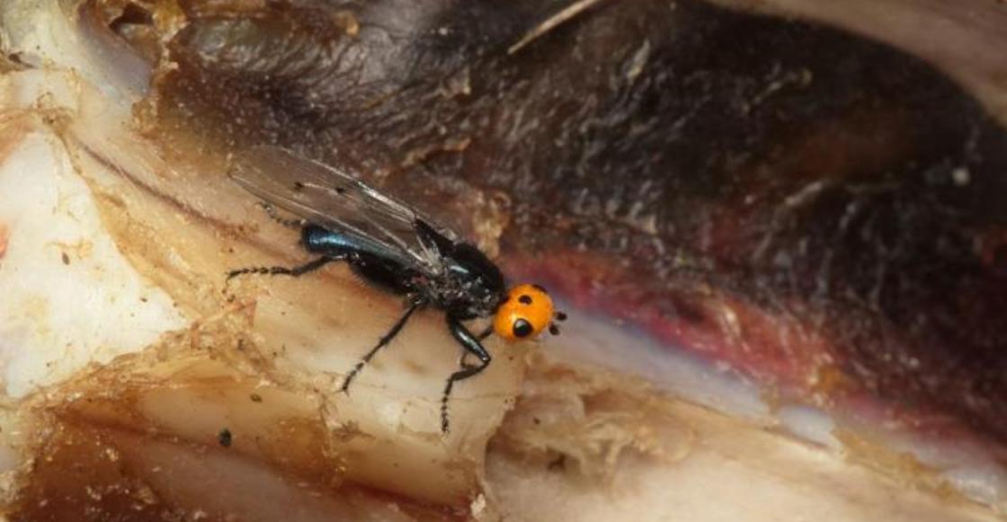 moscas-carnivoras-creian-extintas-francia
