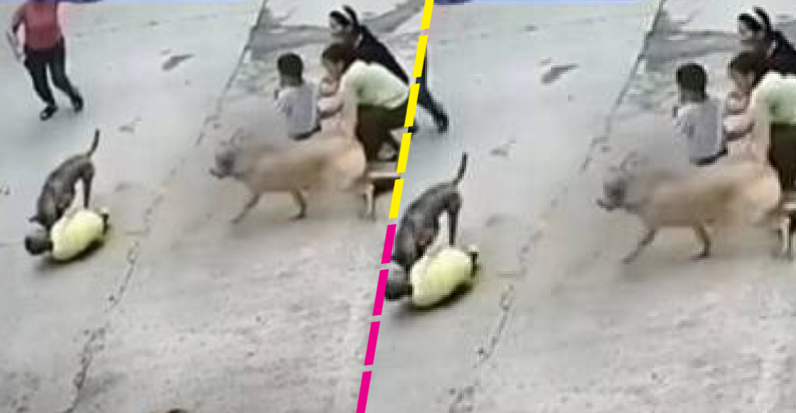 Perrito salva a su pequeño dueño del ataque de un perro callejero