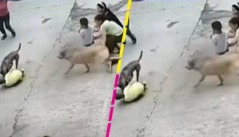 ¡Héroe peludo! Perrito salva a su pequeño dueño del ataque de otro perro