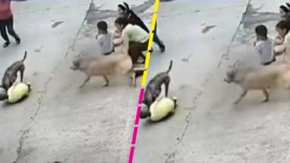 ¡Héroe peludo! Perrito salva a su pequeño dueño del ataque de otro perro
