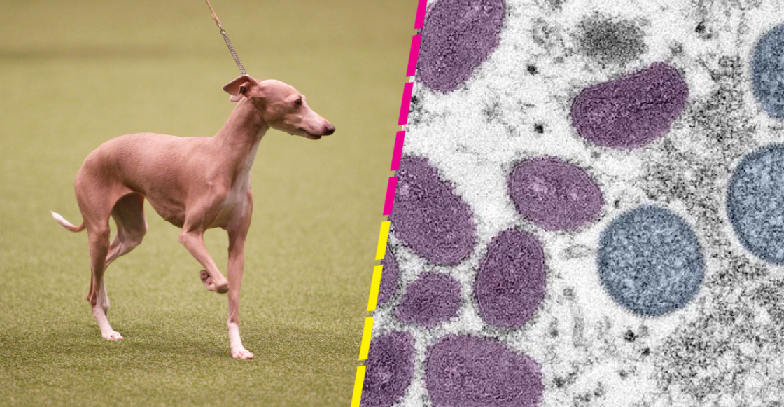 Detectan primer caso de un perro contagiado de viruela de mono por sus dueños