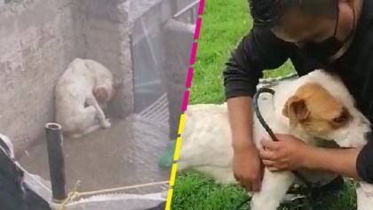 Rescatan a Leo, perrito abandonado en una azotea bajo la lluvia y el granizo