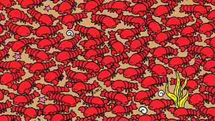 ¿Pueden encontrar 4 cangrejos entre las langostas en este reto visual?