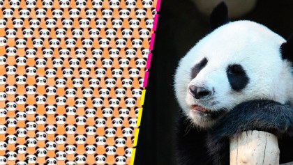 ¿Puedes encontrar al panda con la carita triste en este reto visual?
