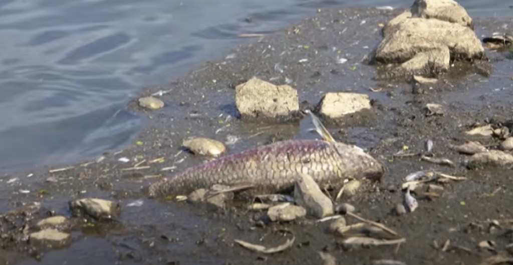 río oder polonia toneladas peces muertos 3