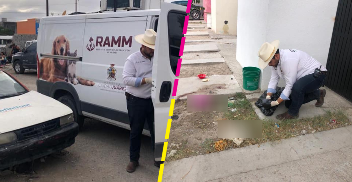 Detienen a un sujeto en Ciudad Juárez por matar a una perrita para comérsela