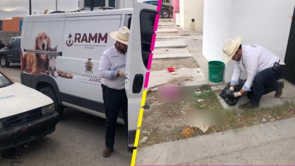 Detienen a un sujeto en Ciudad Juárez por matar a una perrita para comérsela