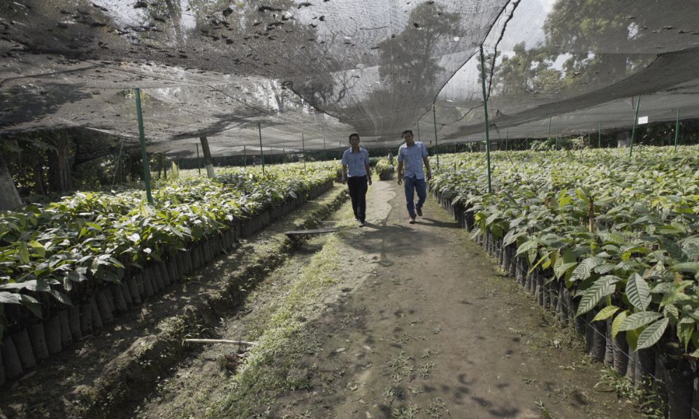 vivero de plantas de cacao de Proyecto Hershey's México
