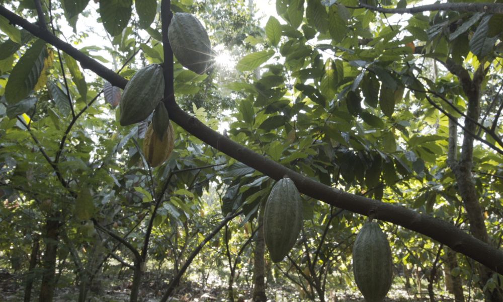 ¿qué impacto tiene el Proyecto Cacao Hershey's? 