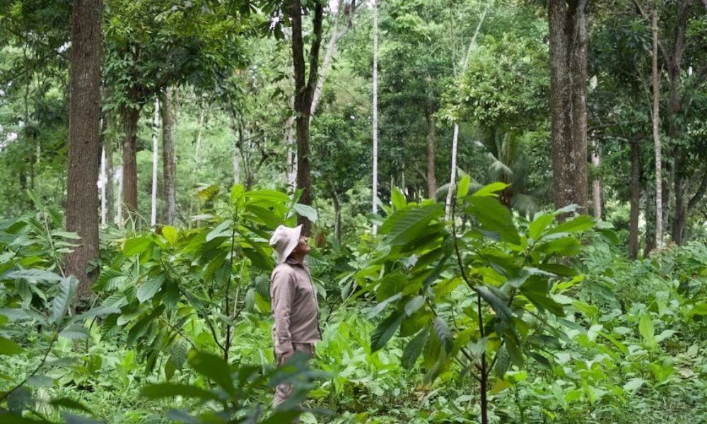 Proyecto Cacao Hershey's apoya a los agricultores de cacao y sus comunidades