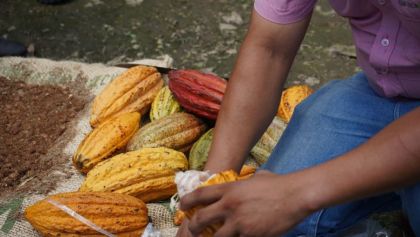 Proyecto Cacao Hershey's apoya a la conservación del cacao en México