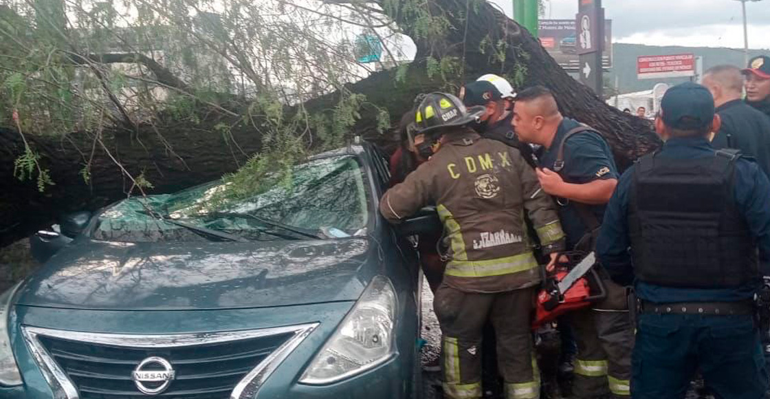 arbol-cdmx-personas-atrapadas