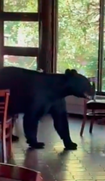 Cliente inesperado: Captan a oso entrando a restaurante de Nuevo León 