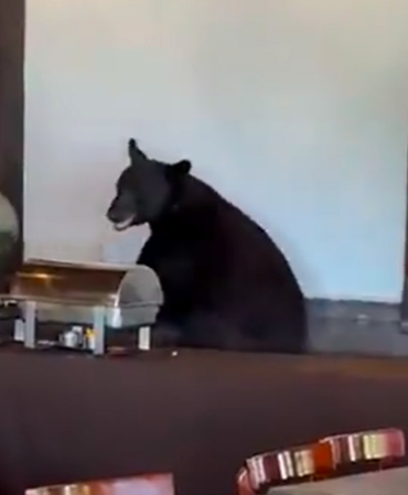 Cliente inesperado: Captan a oso entrando a restaurante de Nuevo León 
