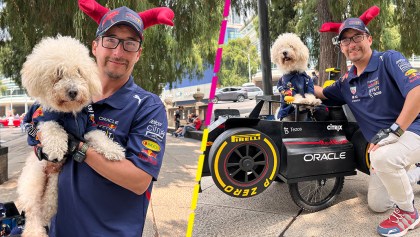 La historia de Fabbio, el perrito que pasea en un monoplaza como el de Checo Pérez en Red Bull