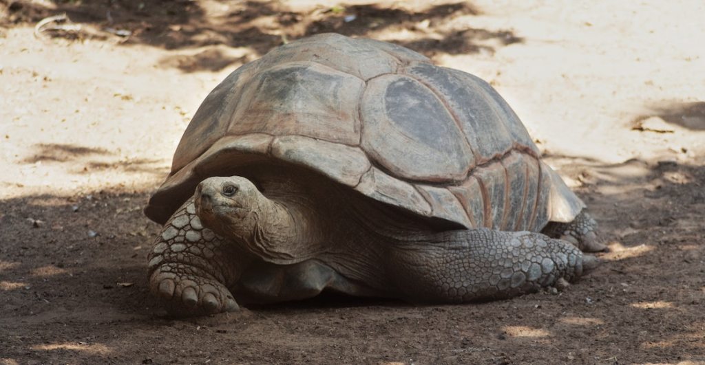 gobierno-suplica-dejar-comer-tortugas-ecuador