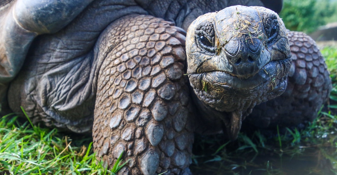 gobierno-suplica-no-comer-tortugas-gigantes-ecuador