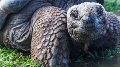 gobierno-suplica-no-comer-tortugas-gigantes-ecuador