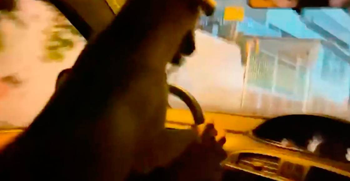 Suaves conductores: Hombre pone a su perrito a manejar y termina arrestado