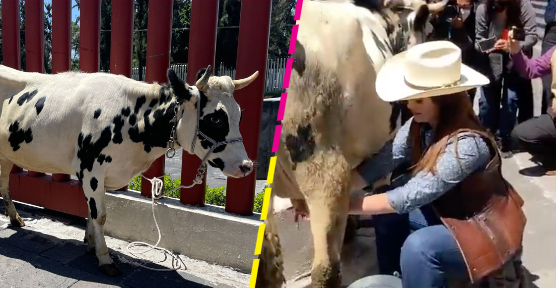 leche-vaca-diputados