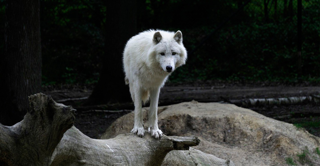 lobo-artico-china-clonacion