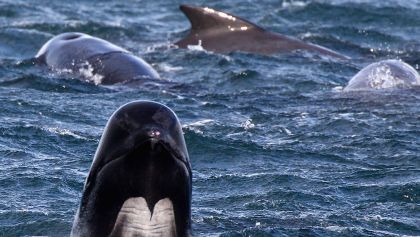 55 ballenas varadas murieron en Escocia.