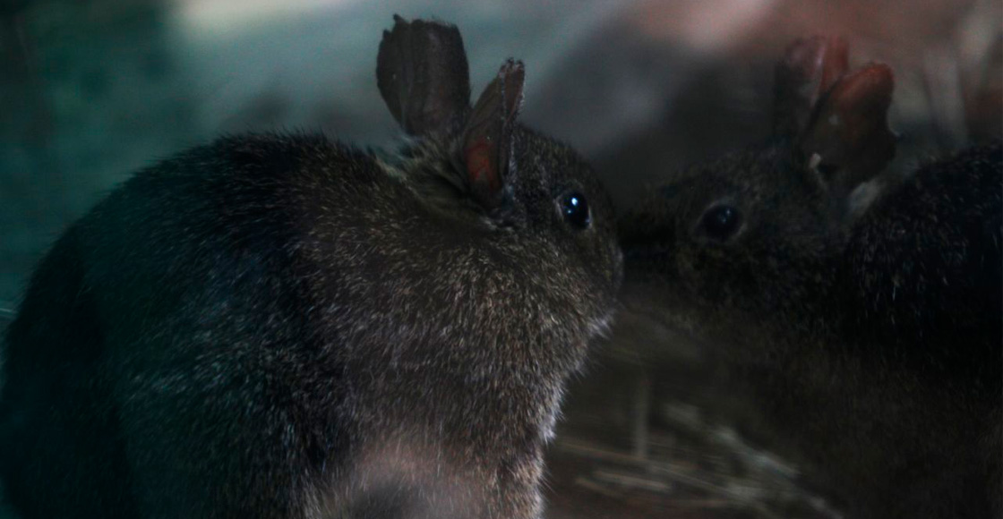 teporingos-zoologicos-cdmx