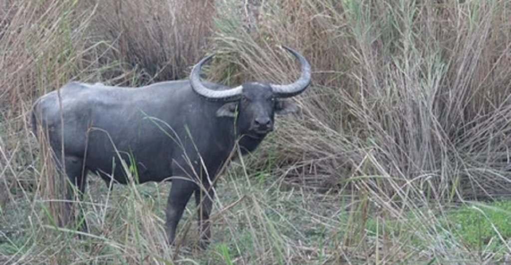 bufalo-mato-cazador-mexicano
