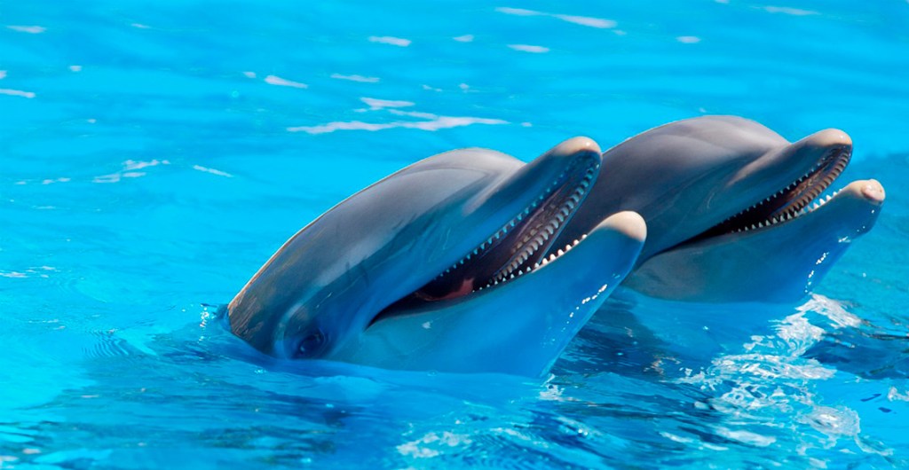 delfines-mar-mamiferos-marinos