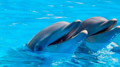 delfines-mar-mamiferos-marinos