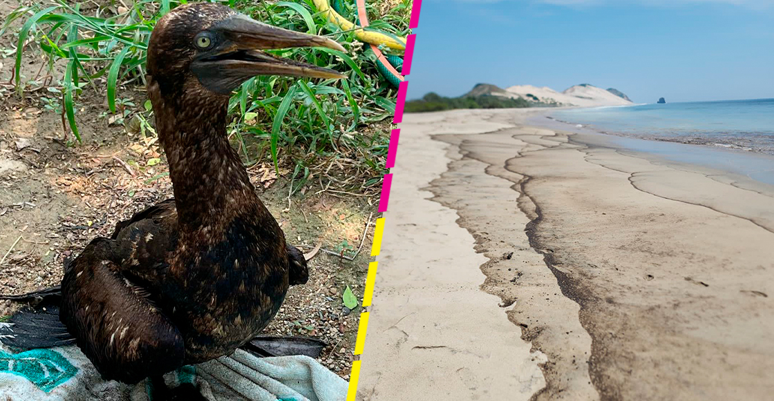 derrame-petroleo-pemex-oaxaca-animales