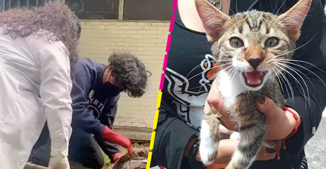 exhumaron-haru-gatito-cch-vallejo