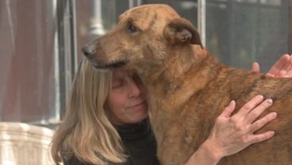 Familia se reencuentra con su perrito varios meses después de darlo por perdido