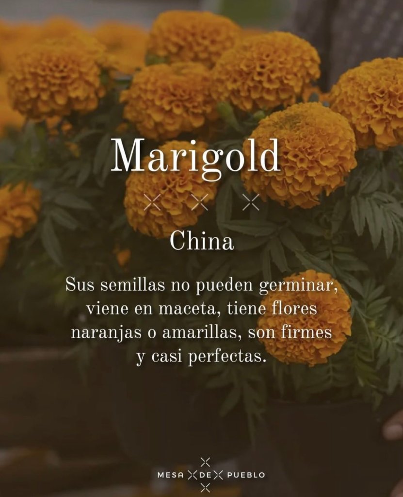 flor-marigold-cempasúchil-mexico