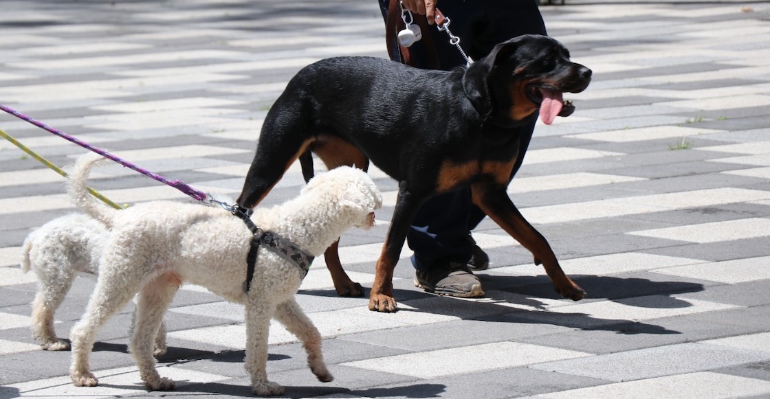 jornada-esterilizar-perros-gatos-cdmx