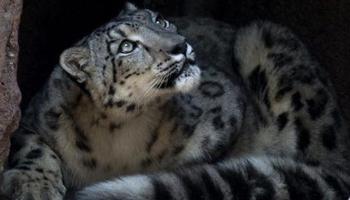 murio-iztac-leopardo-nieves-chapultepec