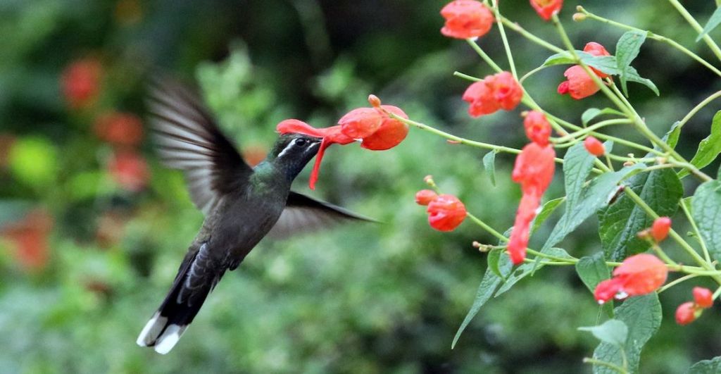 nahuales-mexico-huitzilopochtli-colibri