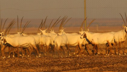 oryx-arabe-qatar