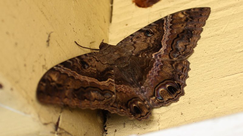 palomilla-negra