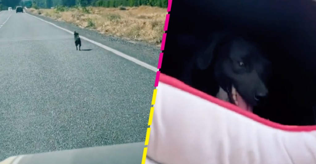 Mundo enfermo y triste: Perrito corre detrás del coche de la familia que lo abandonó y se hace viral