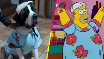 ¡Un crack! Perrito gana concurso de disfraces vestido como Homero Simpson y se hace viral